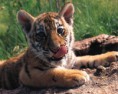/album/fotogaleria-seres-vivos/tigre-jpg2/