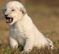 /album/fotogaleria-seres-vivos/concepto-de-animales-jpg/
