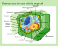 /album/fotogaleria-la-celula/a300px-estructura-celula-vegetal-png/
